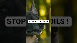 Miniature : rSurvivre à la mue du Malinois : Astuces incontournables ! #malinois #chien #maisonpropre