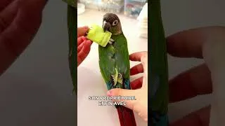 Miniature : Le lorit pide des bons d'échange