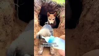 Miniature : Le chiot affamé
