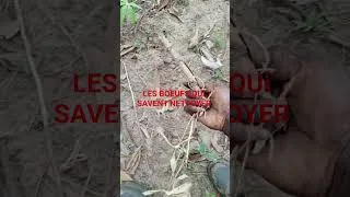 Miniature : LES BOEUFS QUI SAVENT NETTOYER avec la complicité des bouviers.#agriculture #entrepreunariat #nature