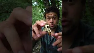 Miniature : Le crâne d'un énorme rat #animal #outdoor #science