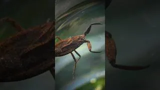 Miniature : Un scorpion d'eau en France #insects #science