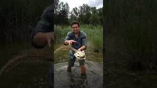 Miniature : Un énorme squelette de silure #animal #science #pêche