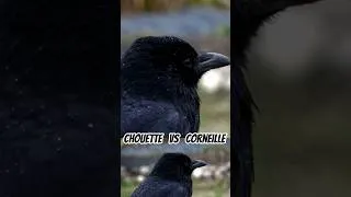 Miniature : Chouette vs Corneille #animal #legend #birds