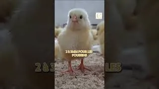 Miniature : Le Sable : Un Superaliment Insoupçonné pour Vos Poules !