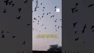 Miniature : Pourquoi il faut arrêter de nourrir les oiseaux en mars ?