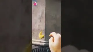Miniature : power of banana