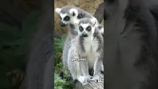 Miniature : MADAGASCAR 🇲🇬 | les Sites Touristiques Incroyables à Découvrir !