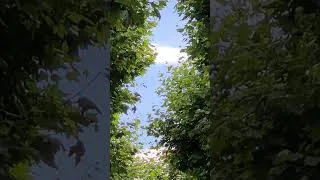 Miniature : La vie est belle