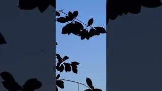 Miniature : thanks #life
