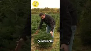 Miniature : Comment tailler un sapin pour une forme élégante!