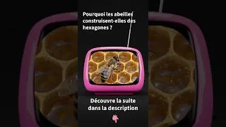 Miniature : Pourquoi les abeilles construisent-elles des hexagones ?