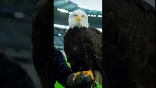 Miniature : @fallyipupa  STADE DE FRANCE 2 MAI 2026 ￼
