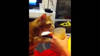 Miniature : Ginger aime le smoothie^^