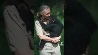 Miniature : Jane Goodall 🦍