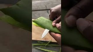 Miniature : Jus d'aloe vera