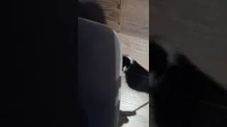 Miniature : Mon chat