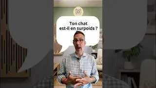 Miniature : Jusqu’à 60 % des chats domestiques sont en surpoids…