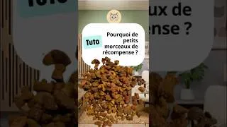 Miniature : Tuto : Pourquoi de petits morceaux de récompense ?