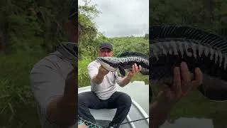 Miniature : Back from Malaysia with a specimen I had never caught before! Can you tell me what it is?