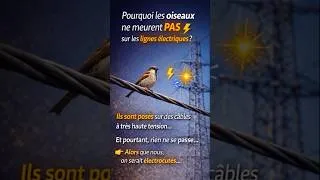 Miniature : Pourquoi les oiseaux ne meurent PAS sur les lignes électriques ? ⚡🐦
