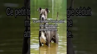 Miniature : 😢 Chaque été, des milliers de chiens sont abandonnés. Et si on arrêtait ?