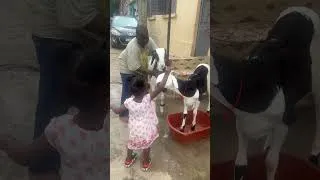Miniature : Babs en action avec Abdou Majib