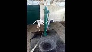 Miniature : dalmata 3.0 vous présente la chaîne Patte Blanche