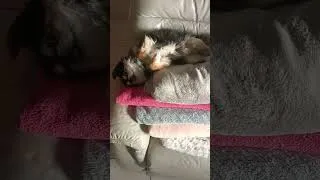 Miniature : #humour #humor #puppy #chihuahua