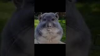 Miniature : أغبى حارس مرمى في العالم! ⚽🤣