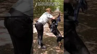 Miniature : On ne punit pas un chien qui mord #educationcanine #chien #educationpositive
