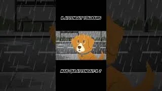 Miniature : Il attendait encore... L’histoire du chien qui refusait de partir #comportementanimal