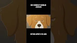 Miniature : Le chien qui revenait chaque matin #comportementanimal #animalintelligence #psychologiecanine