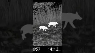Miniature : Caught on Thermal: The Hunt Begins!