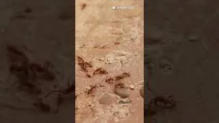Miniature : Travaille Comme une Fourmi 🐜