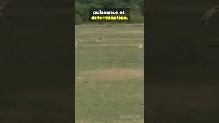 Miniature : Cours Vers Tes Objectifs 🐆