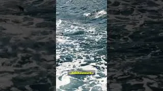 Miniature : Affronte Tes Défis Avec Joie 🐬