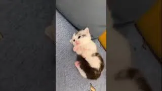 Miniature : Tara le mini chaton qui ne lâche rien 🐾✨