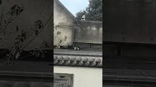 Miniature : Il n’abandonne jamais 💔🐾 | La détermination d’un chaton