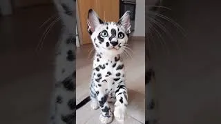 Miniature : Mini guépard ou simple chaton ? 🐆😳