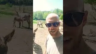 Miniature : Un fourgon et 2 ânes !