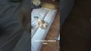 Miniature : Walid joue à la GBA en cachette #gaming #cat #gba