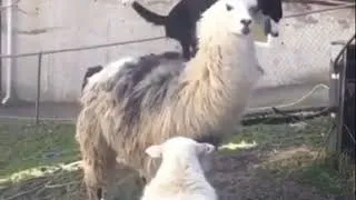 Miniature : [MEME] Buttercup song, a dog and a lama