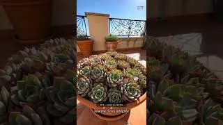 Miniature : Ces plantes adorent les 40 °C — zéro arrosage quotidien 🌿☀️ | DEAVITA #Shorts