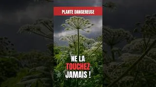 Miniature : ⚠️ Cette plante peut vous BRÛLER — la berce du Caucase #shorts