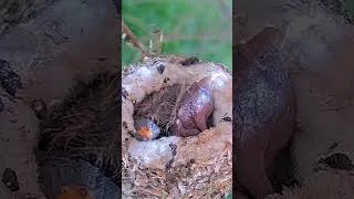 Miniature : Les parasites les plus terrifiants de la planète