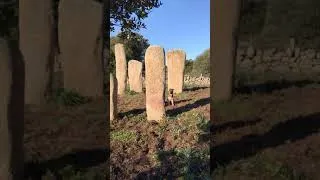 Miniature : Berger Allemand - O'iris des Nacrés de Vénus - Elevage Combe Delacquis
