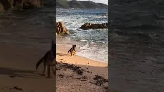 Miniature : Chiot Berger Allemand - O'iris des Nacrés de Vénus