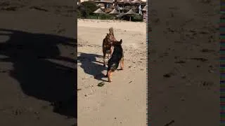 Miniature : Berger Allemand - O'iris des Nacrés de Vénus à la plage - Elevage Combe Delacquis