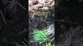 Miniature : Mise en terre facile des poireaux